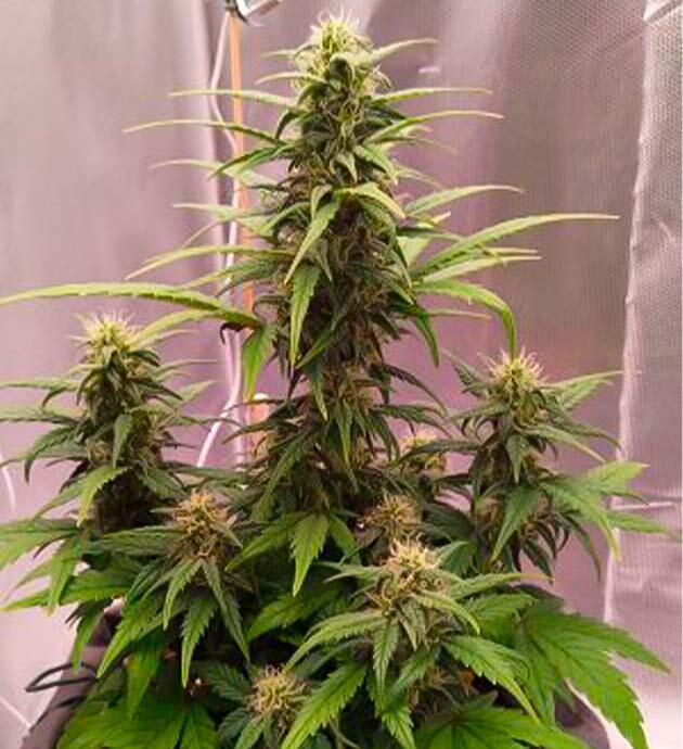 Марихуана на 7 неделе цветения