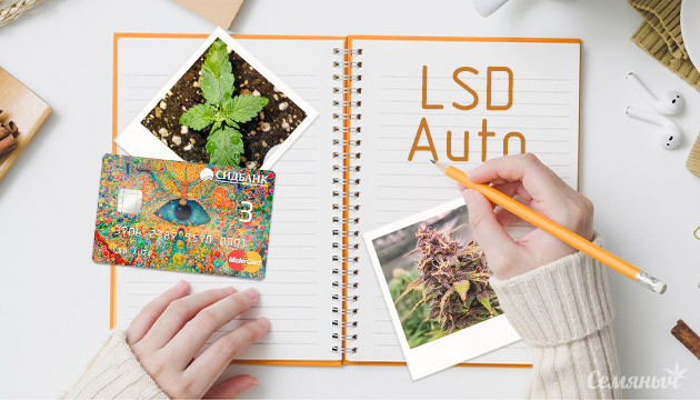 Гроурепорт LSD Auto от Семяныча