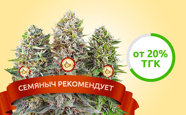 ТГК в сортах рекомендованных “Семянычем”