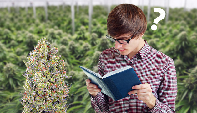 Количество ТГК в сортах для начинающих гроверов