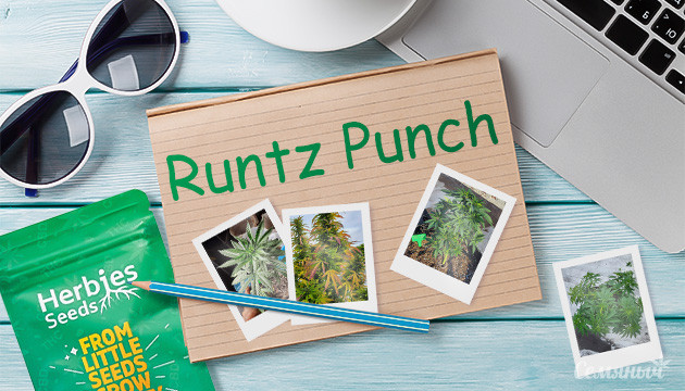 Гроурепорт сорта Runtz Punch fem от Herbies Seeds