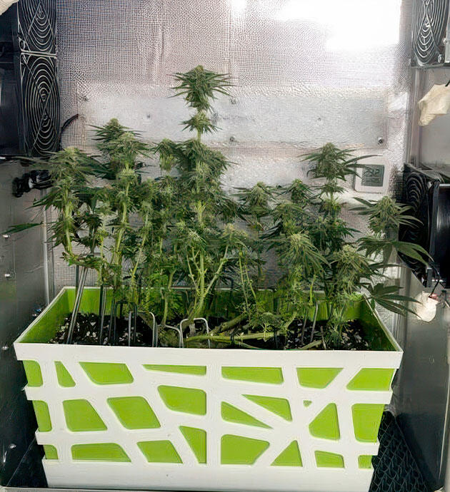 Куст конопли с развивающимися шишками в гроубоксе