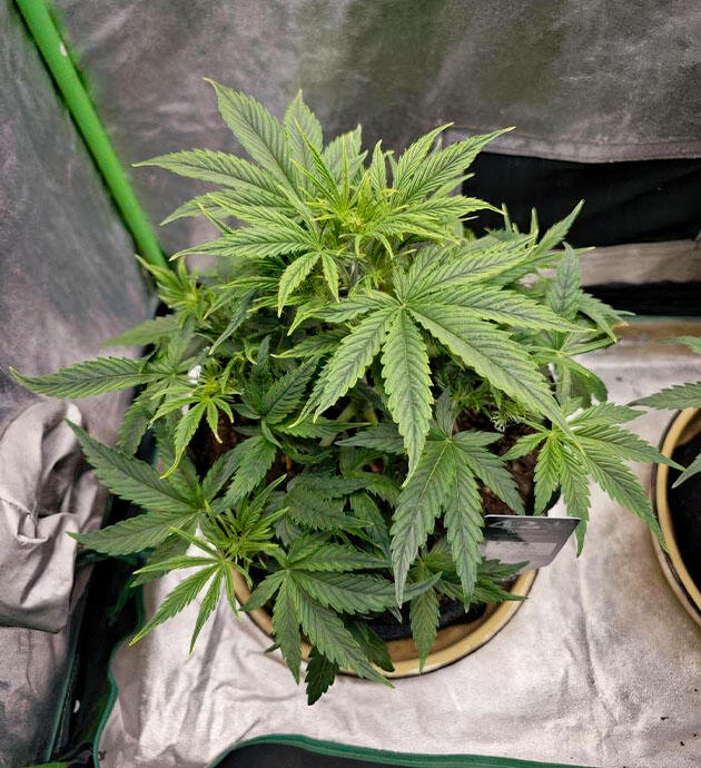 Подготовка к цветению Марихуана на 3 неделе роста