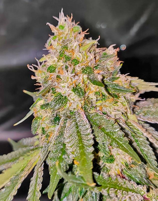 Куст 50 Dragons на последней неделе выращивания