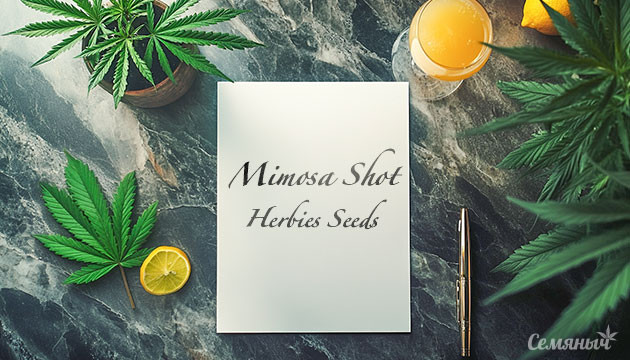 Гроурепорт сорта Mimosa Shot fem от Herbies Seeds