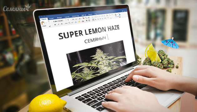 Гроурепорт сорта Super Lemon Haze